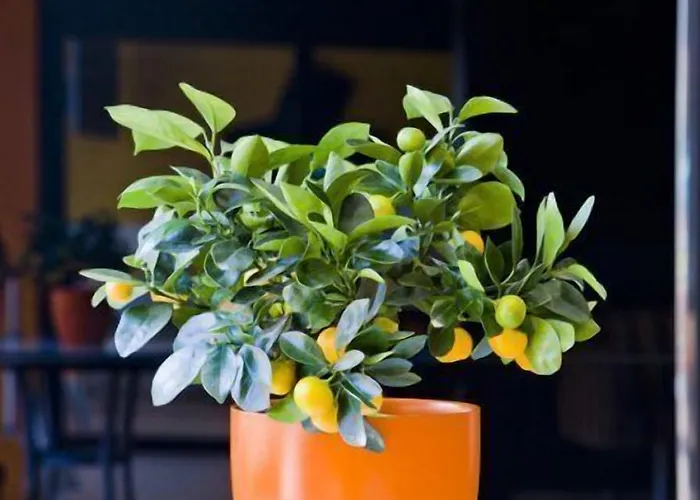 洛斯那然约斯酒店 莱沃尔塔